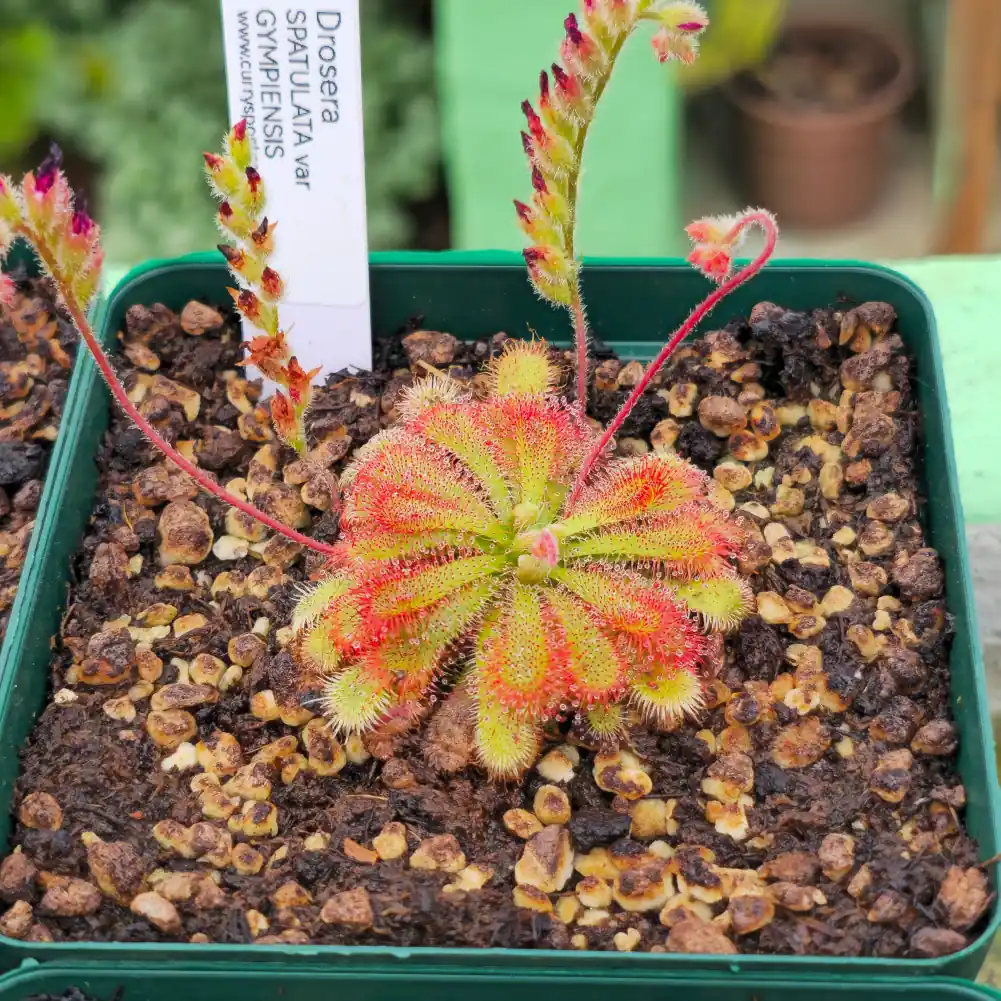 Drosera Spatulata var Gympiensis