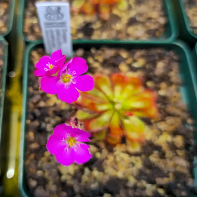 Drosera Spatulata var Gympiensis