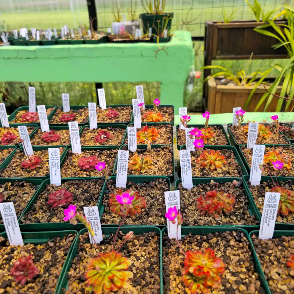 Drosera Spatulata var Gympiensis