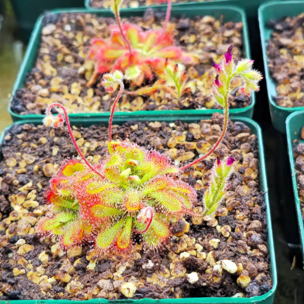 Drosera Spatulata var Gympiensis