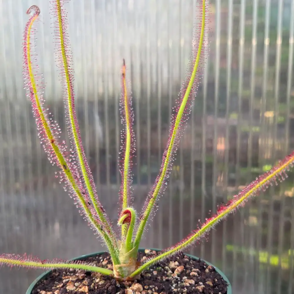 Drosera Spiralis