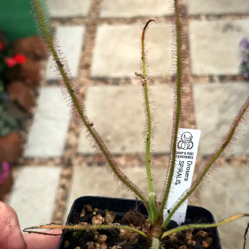 Drosera Spiralis