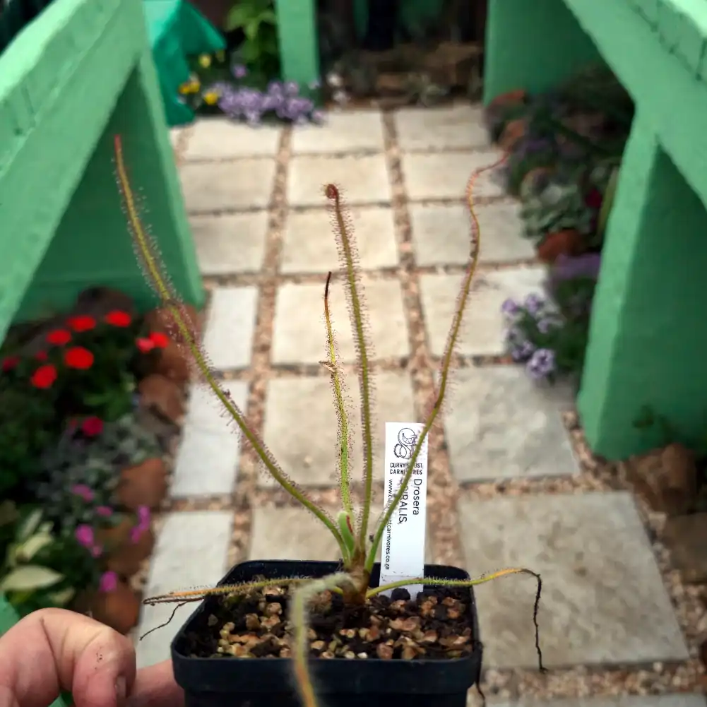 Drosera Spiralis