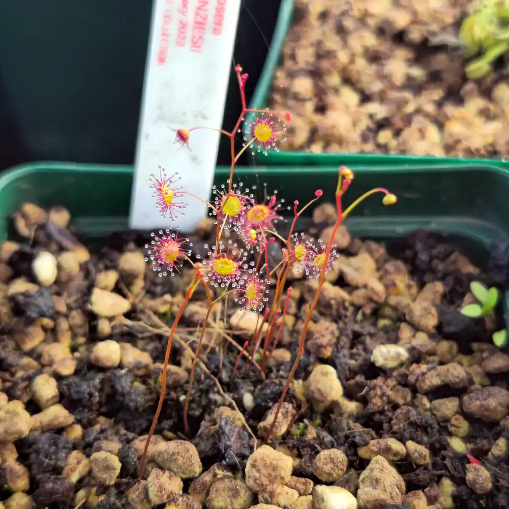 Drosera Menzisii