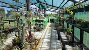 Currys Post Carnivores