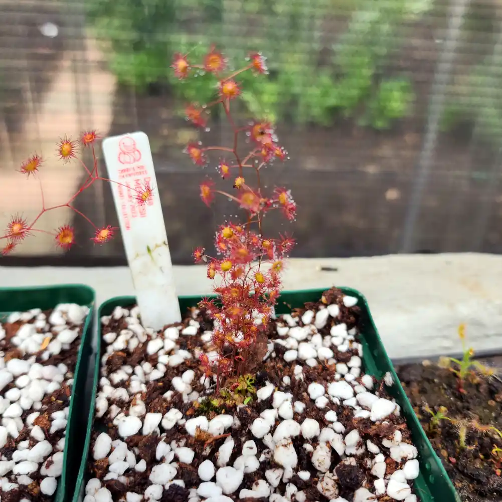 Drosera Menziesii