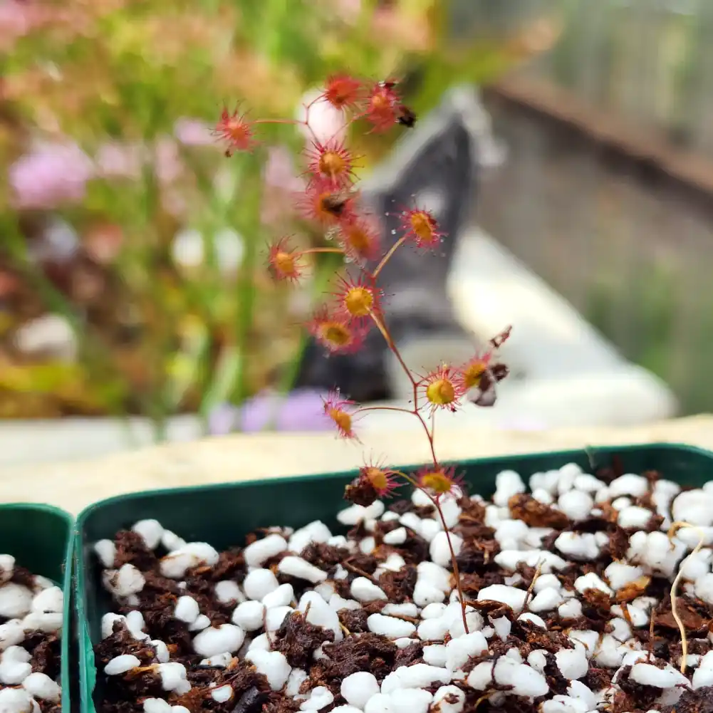 Drosera Menziesii