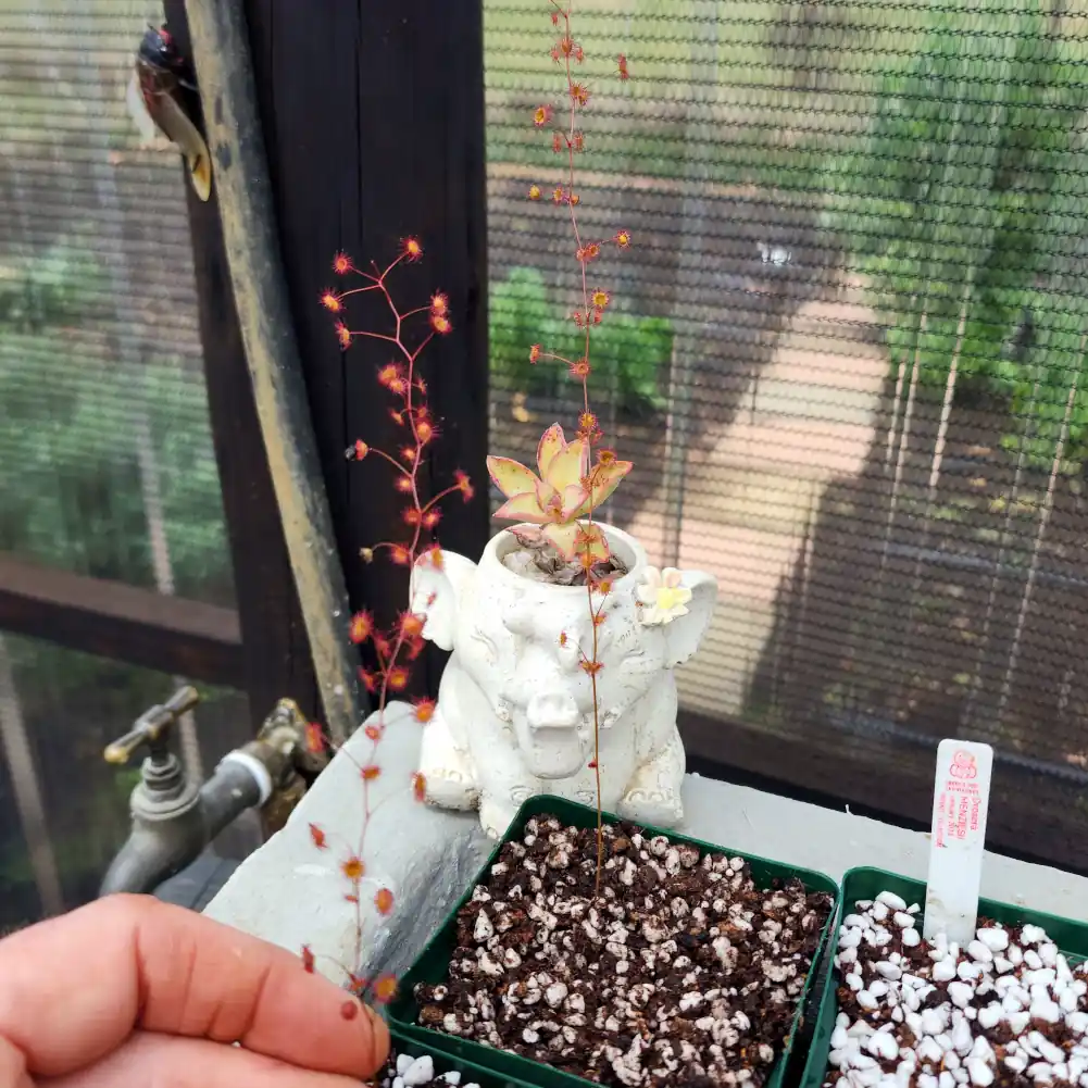 Drosera Menziesii