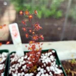 Drosera Menziesii