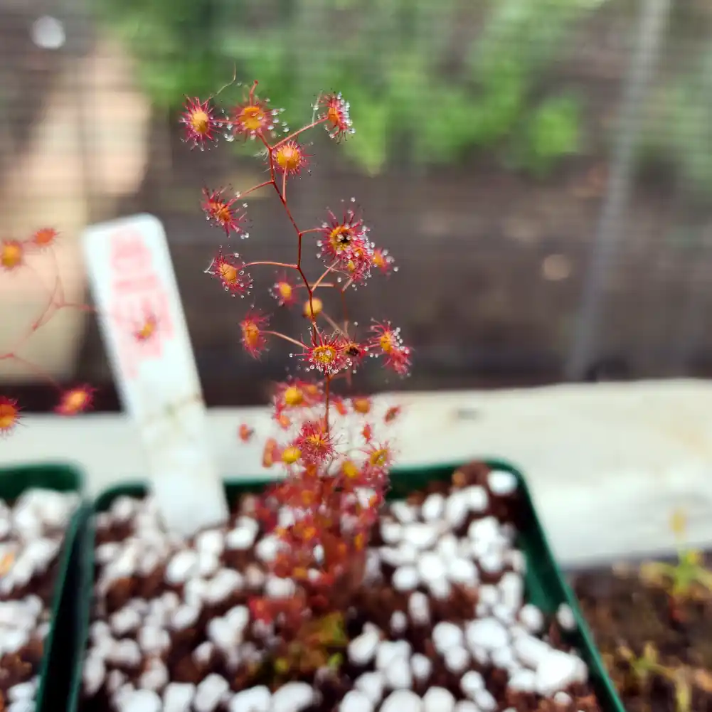 Drosera Menziesii