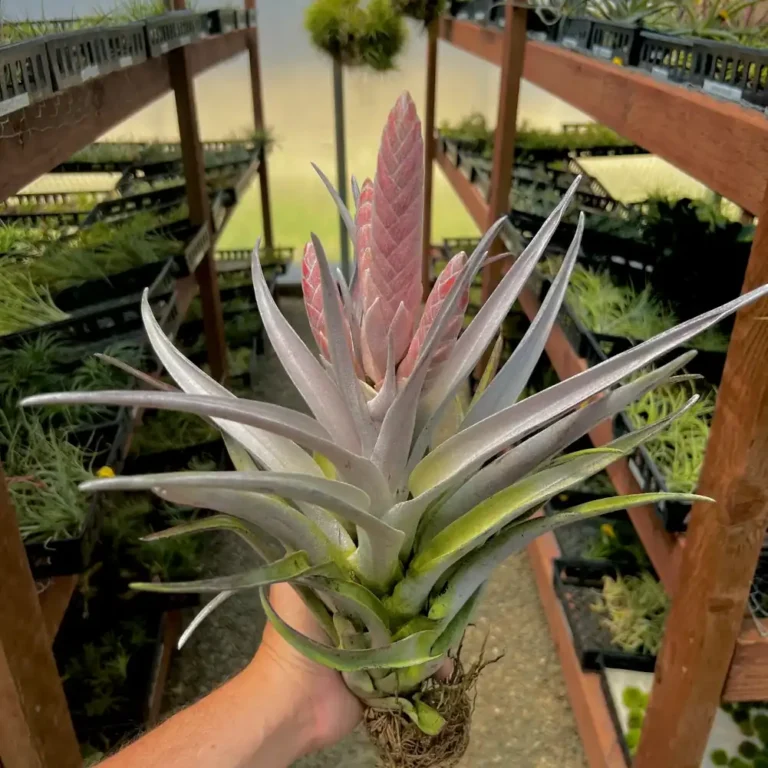Tillandsia Chiapensis Giant Form