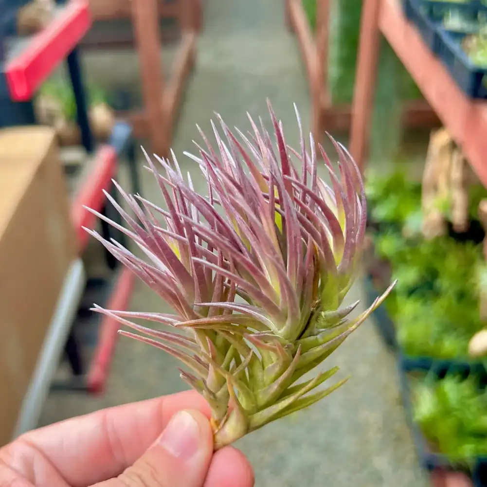 Tillandsia Cocoensis Purple Form