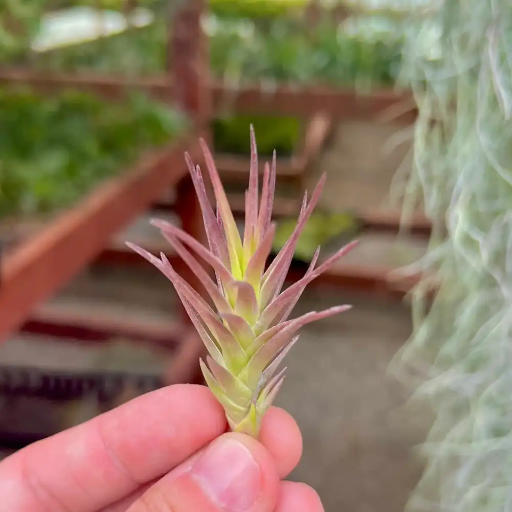 Tillandsia Cocoensis Purple Form