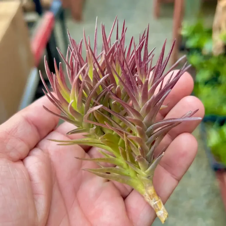 Tillandsia Cocoensis Purple Form