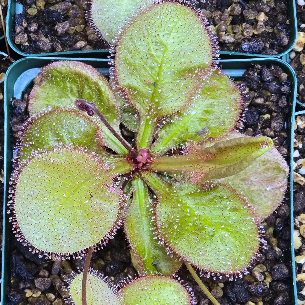 Drosera Andromeda - Image 2