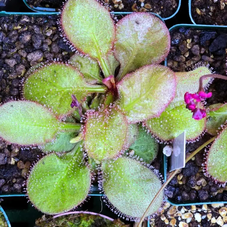 Drosera Andromeda