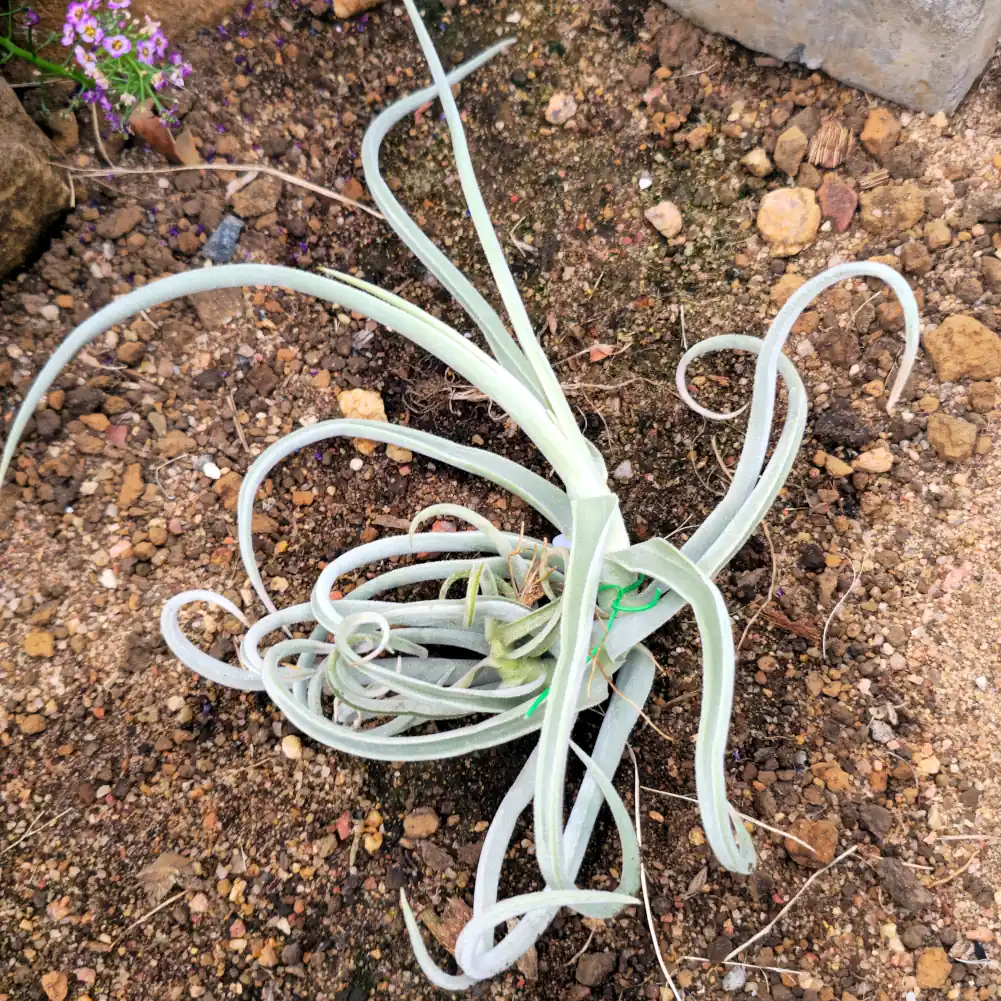 Tillandsia Duratii Thick Leaf - Giant Form - Image 2