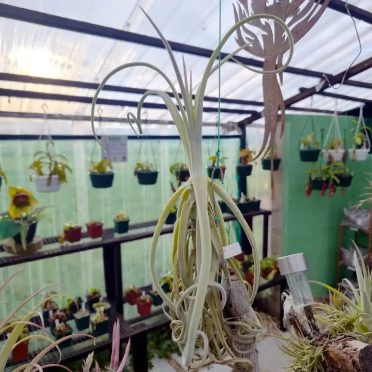 Tillandsia Duratii Giant Form