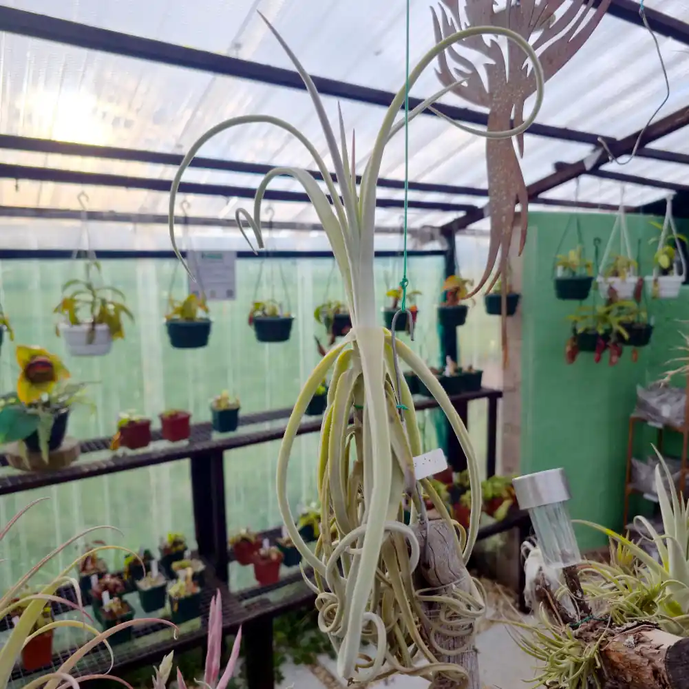 Tillandsia Duratii Giant Form