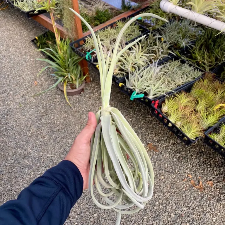 Tillandsia Duratii Thick Leaf Giant Form
