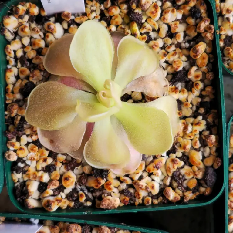 ping Ehlersiae x Moranensis