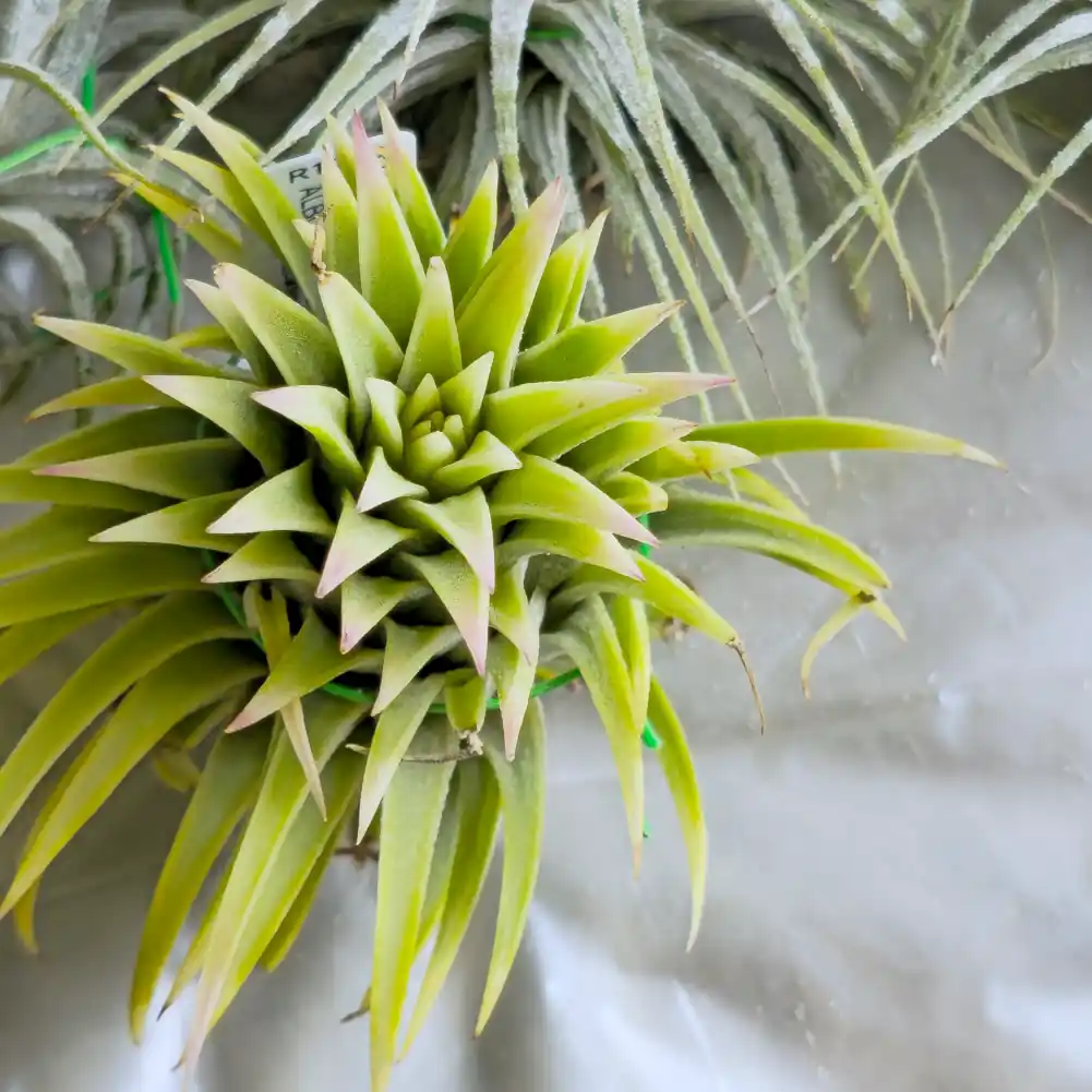 Tillandsia Ionantha Albomarginata