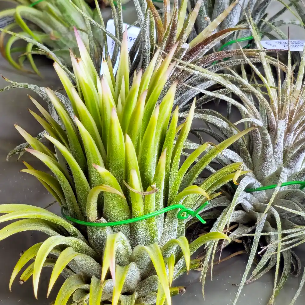 Tillandsia Ionantha Albomarginata