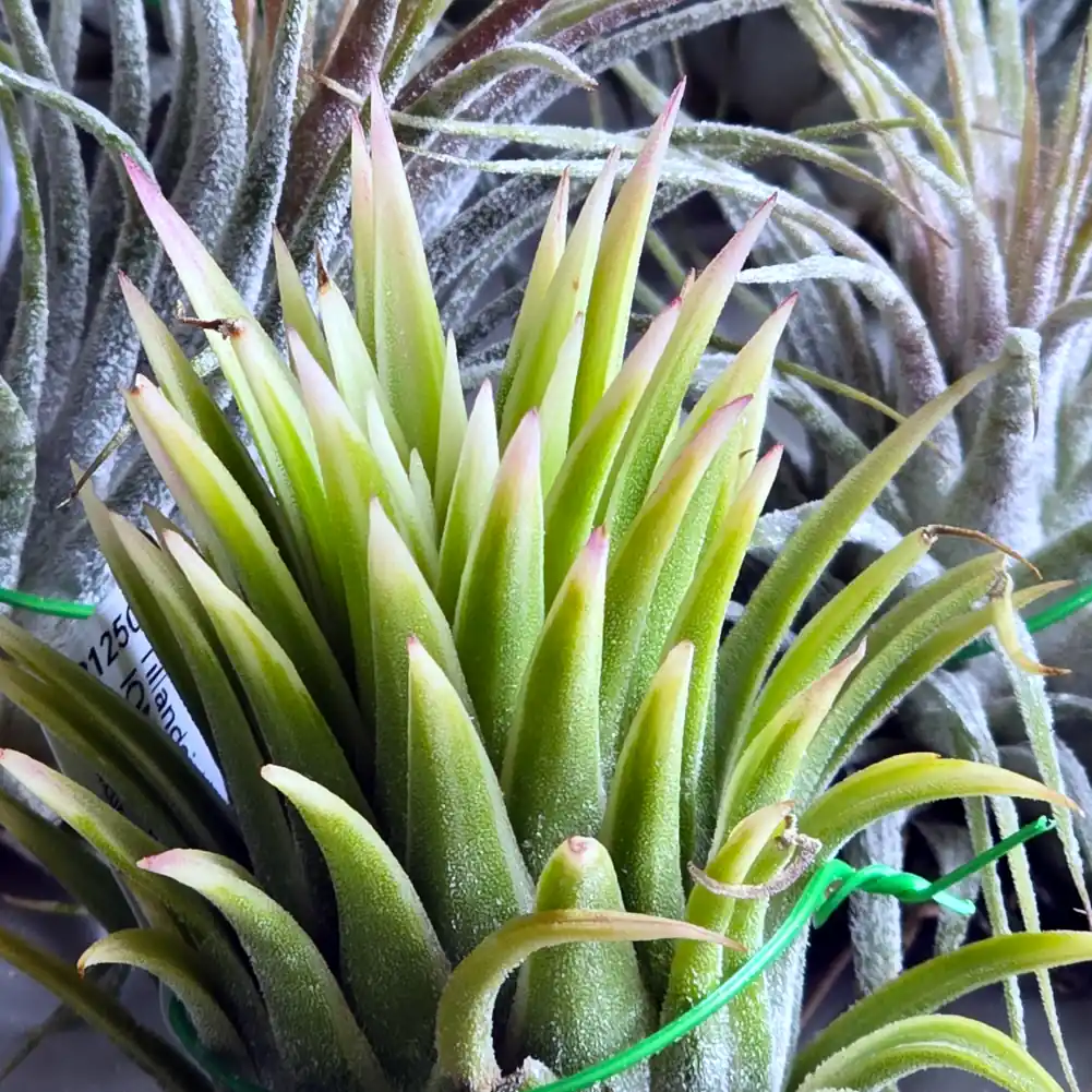 Tillandsia Ionantha Albomarginata