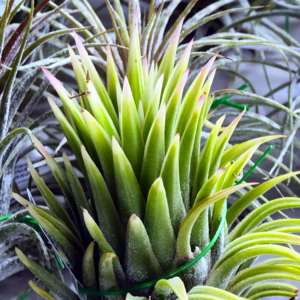 Tillandsia Ionantha Albomarginata
