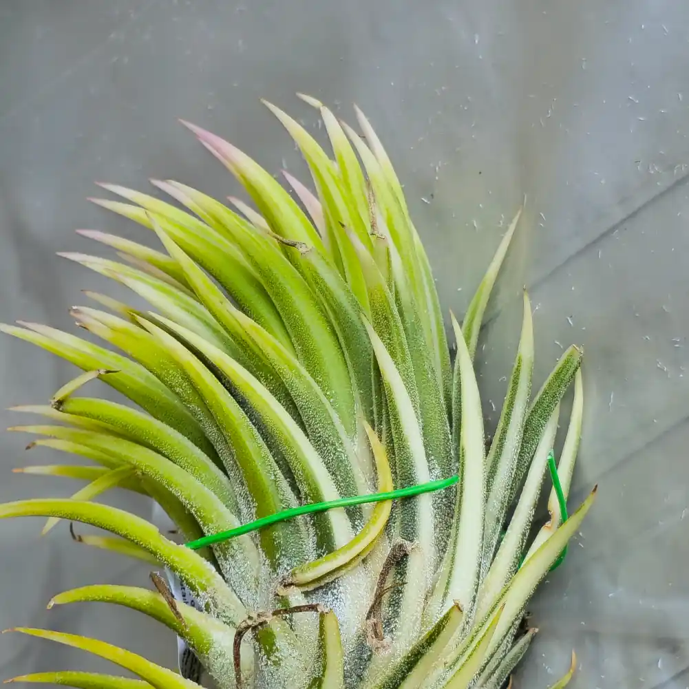 Tillandsia Ionantha Albomarginata