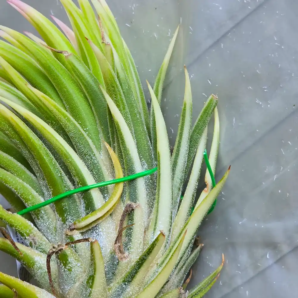 Tillandsia - Ionantha Albomarginata - Image 2