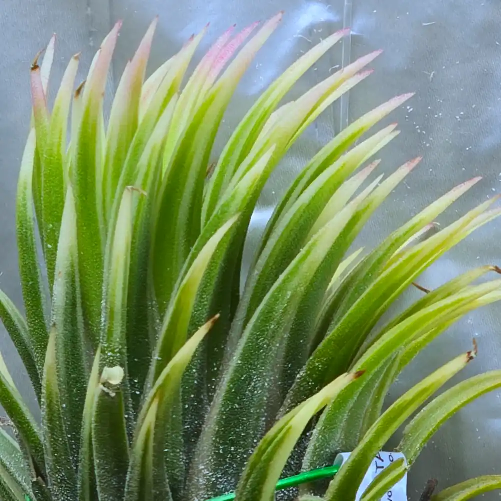 Tillandsia - Ionantha Albomarginata