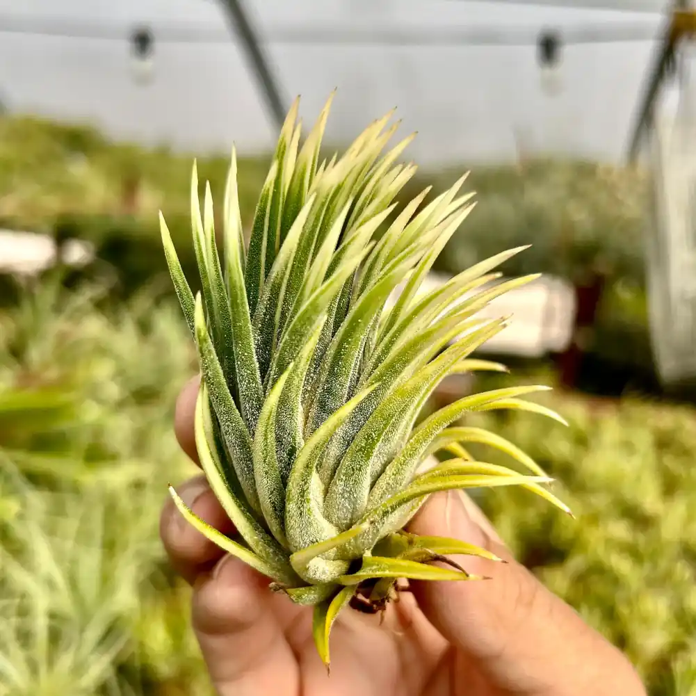 Ionantha Albomarginata
