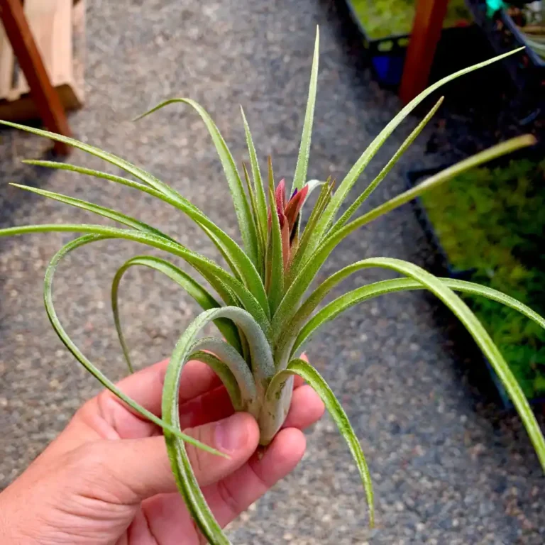 Ionantha Paucifolia