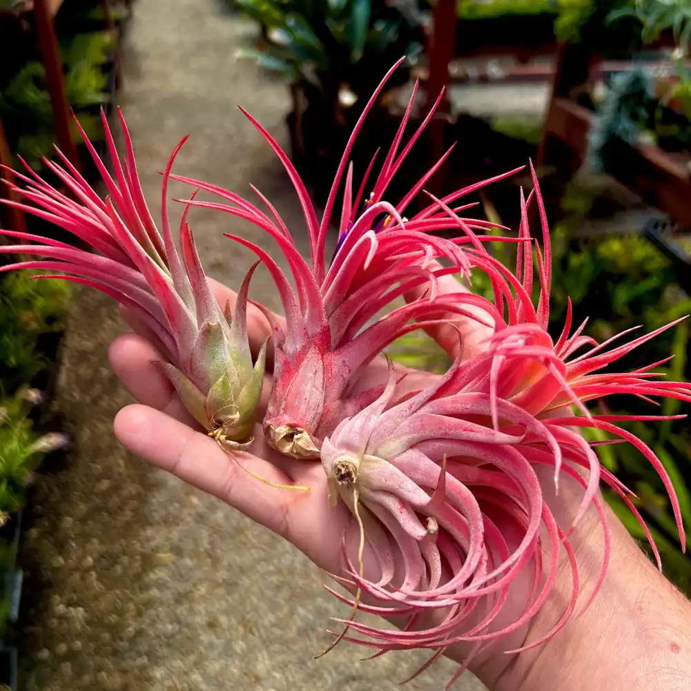 Ionantha Rubra x Scaposa - Image 4