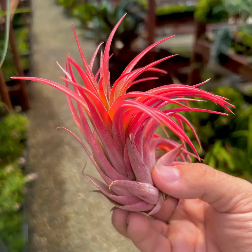 Tillandsia ionantha ‘Rubra’ × scaposa – Fiery Colour Meets Sculpted Form This striking hybrid combines the intense colour-changing magic of Tillandsia ionantha ‘Rubra’ with the elegant structure of scaposa. The plant forms a compact rosette of pointed leaves that flush dramatic shades of red and crimson when in bloom, creating a bold, eye-catching display despite its modest size. Ionantha Rubra x Scaposa