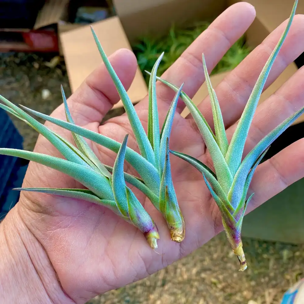 Tillandsia Mystic Rainbow