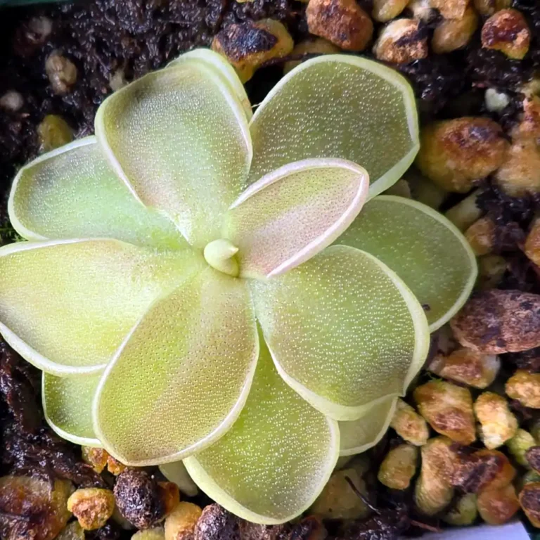 Pinguicula - Ehlersiae x Emarginata