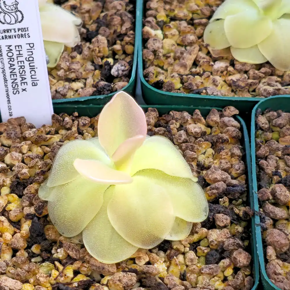 Ping Ehlersiae x Moranensis