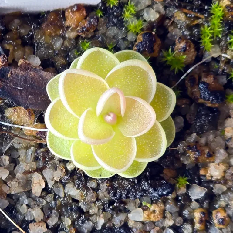 Ping Esseriana var Jaumavensis