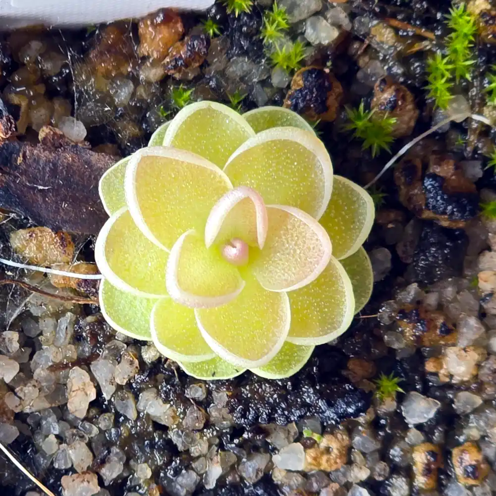 Ping Esseriana var Jaumavensis