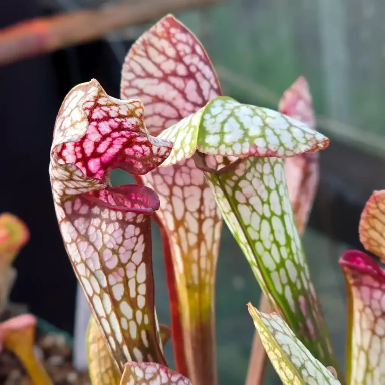 Sarracenia Pseudo Judy