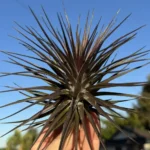 Tillandsia Tenuifolia Amethyst