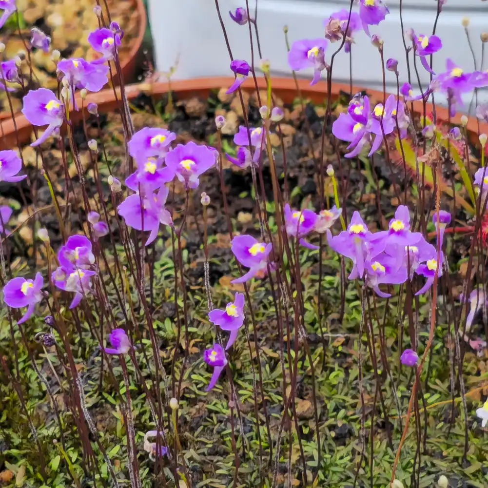 Utricularia Hermanus