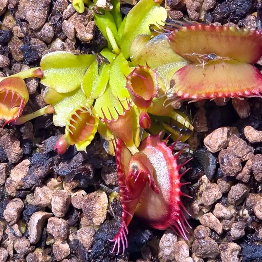 VFT DT4