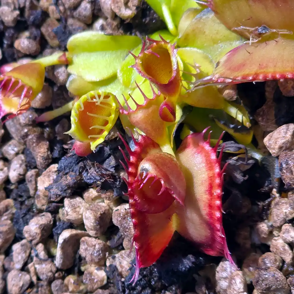 VFT DT4