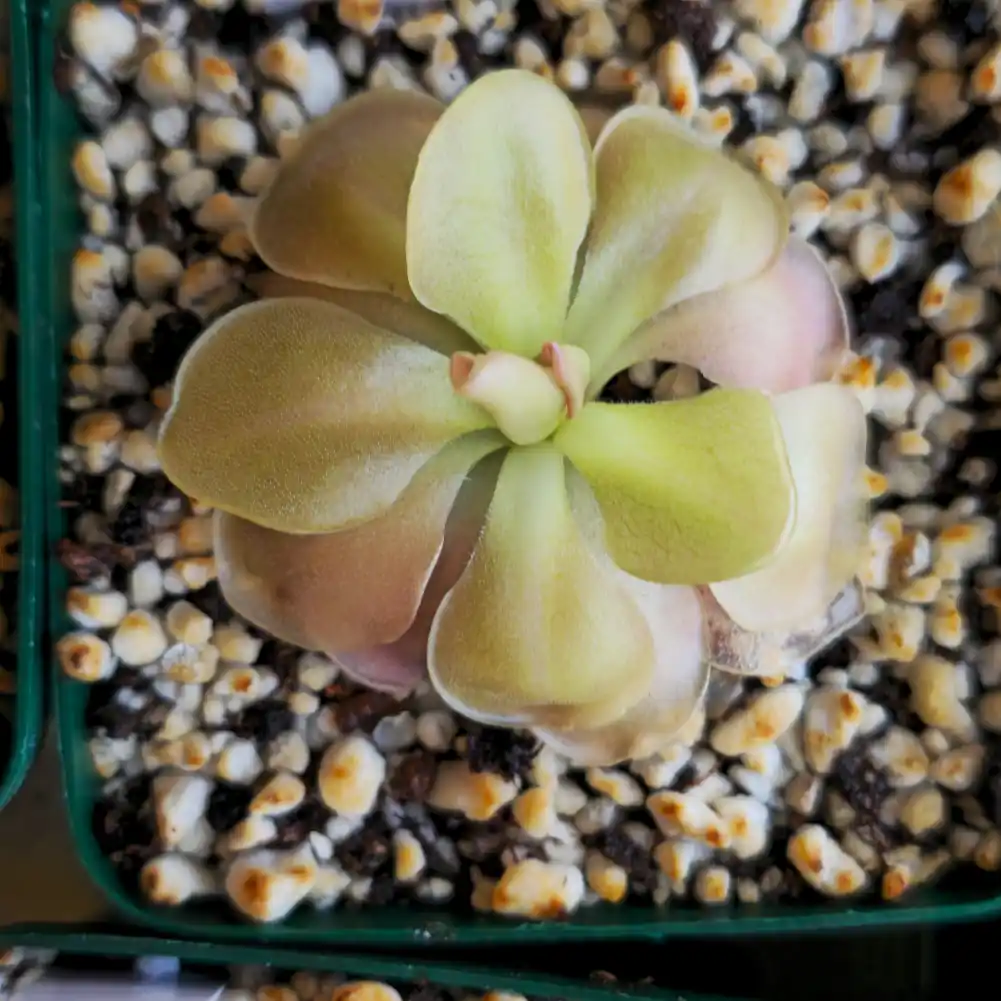 ping Ehlersiae x Moranensis