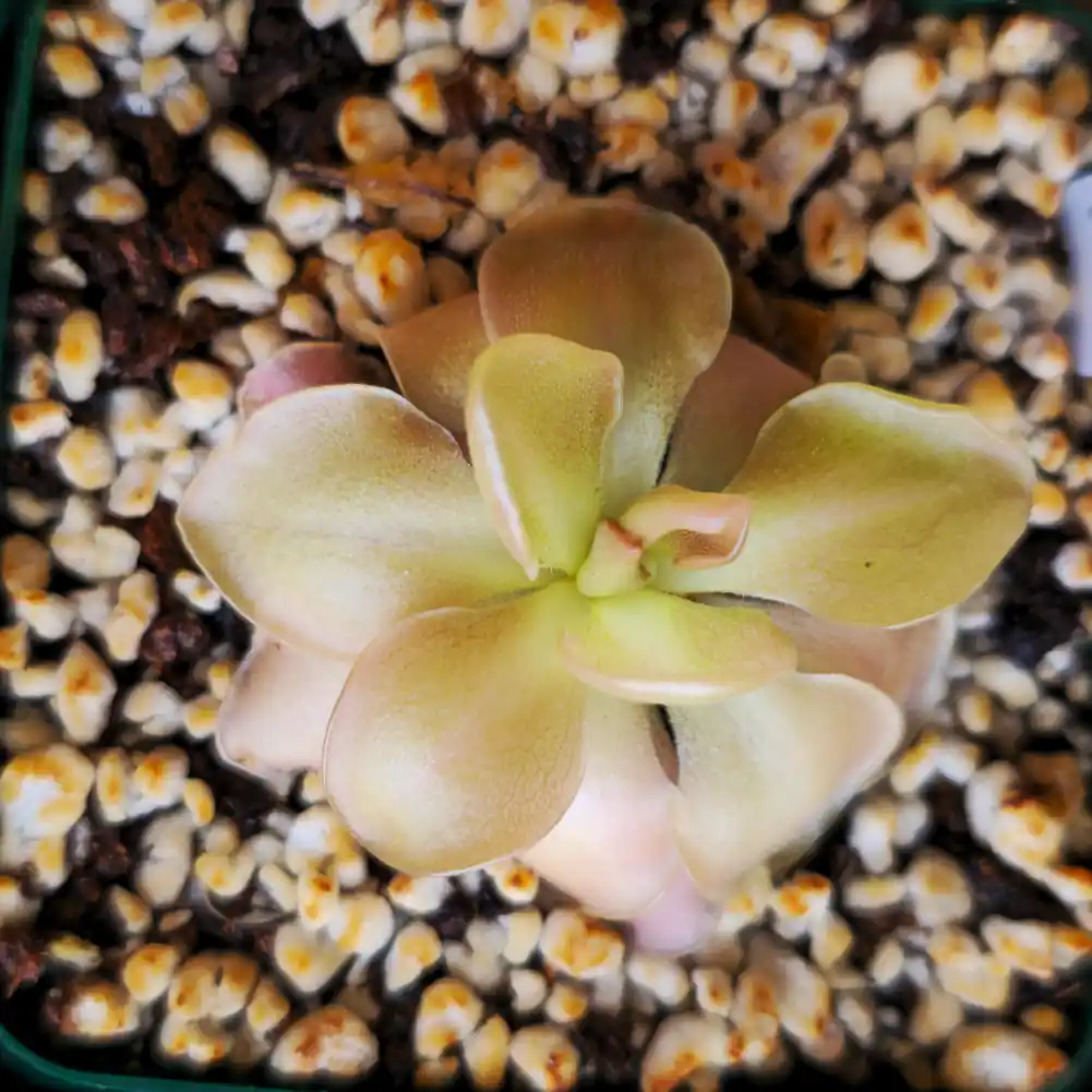 ping Ehlersiae x Moranensis