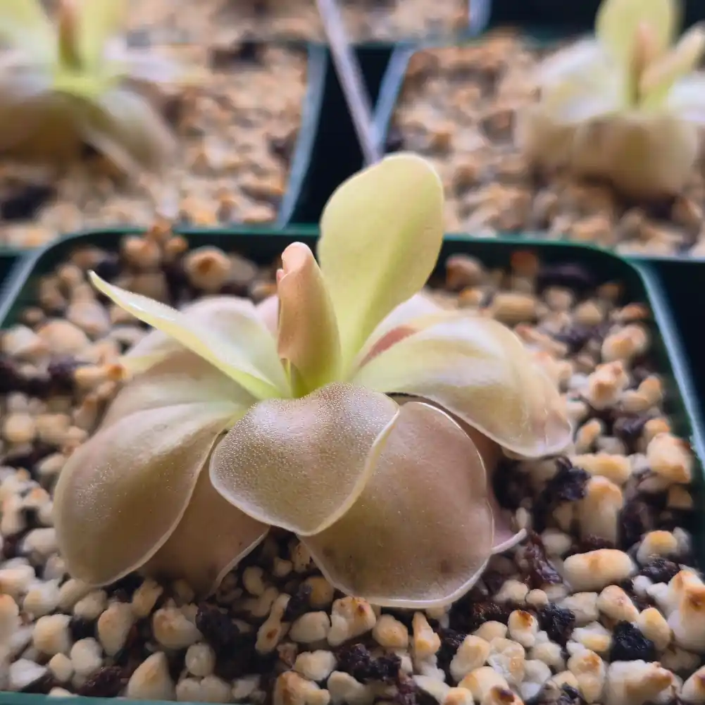 ping Ehlersiae x Moranensis