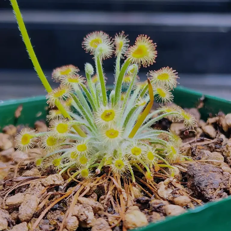 Drosera Broomensis